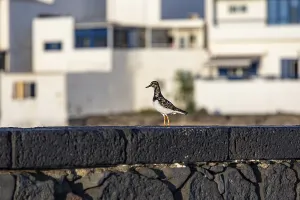 Turnstone (Arenaria interpres)