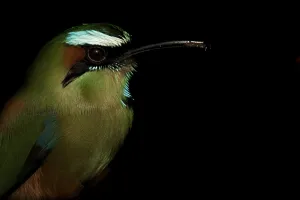Turquoise-browed motmot