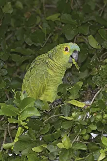 Turquoise-fronted Amazon (Amazona aestiva)