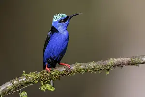 Turquoise Honeycreeper or Red-footed Honeycreeper (Cyanerpes cyaneus)