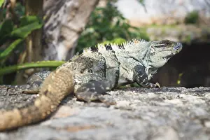 Turquoise iguana lizard with focus on head and spikes in jungle environment with tropical leaves