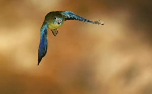Turquoise Parrot (Neophema pulchella) in flight