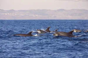 Tursiops truncatus, Azores, Atlantic Ocean