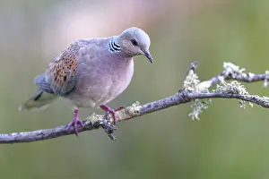Turtle dove (Streptopelia turtur)
