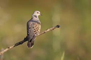 Turtle dove (Streptopelia turtur) on branch
