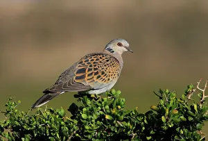 Turtle dove, turtle doves (Streptopelia turtur)