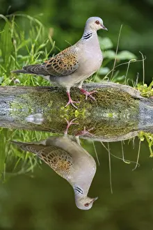 Turtle dove on water, Turtle Dove (Streptopelia turtur) Hungary