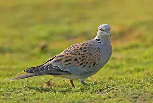 Turtle doves (Streptopelia turtur)