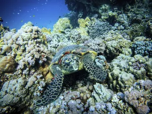 Turtle, Hurghada, Egypt, Red Sea