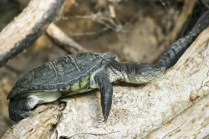 Turtle, Kaokoveld, Namibia, Africa