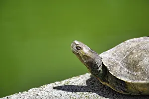 Turtle (Testudinata), captive, sunbathing at the pond