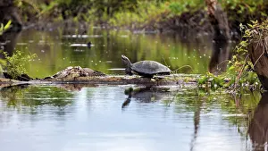 A turtle on a tree trunk at the quiet edge of a pond surrounded by green plants