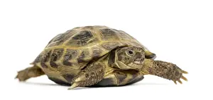 Turtle walking, isolated on white