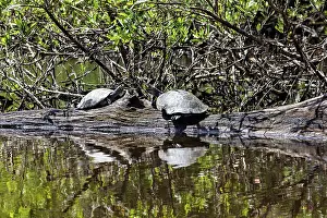 Two turtles on a tree trunk with their reflection in the water in the midst of wild vegetation
