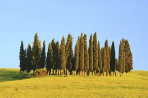 Tuscany forest 09