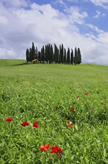 Tuscany forest 13