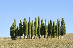 Tuscany forest in autumn, Tuscany forest in fall 03