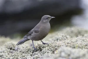 Tussac-bird (Cinclodes antarcticus)