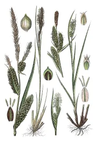 Tussock Sedge (Carex stricta), left