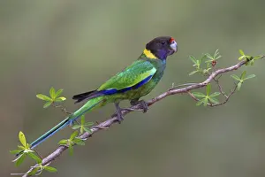 Twenty-eight Parrot (Barnardius zonarius semitorquatus)