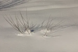 Twig of a young willow tree emerging out of the snow