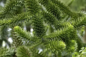 Twigs of an Araucaria Araucaria araucana