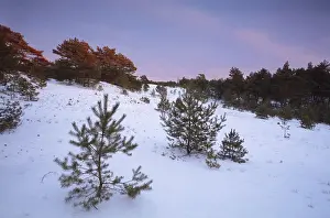 Twilights in winter coniferous forest