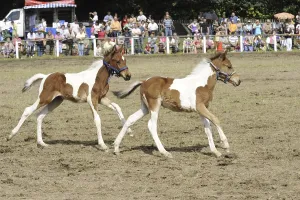 Twin foals, skewbald, chestnut and white