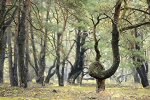 Twisted Pine, oine forest (Pinus)