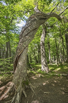 Twisted tree trunk in the Valle Ascencio