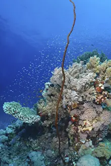 Framed Print : Twisted Wire Coral (Cirrhipathes anguina) and other corals and schools of fish in the sea Framed Print : Twisted Wire Coral (Cirrhipathes anguina) and other corals and schools of fish in the sea