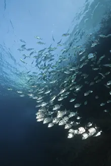 Two-banded bream, Diplodus vulgaris