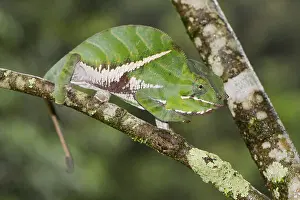 Two-banded chameleon or rainforest chameleon (Furcifer balteatus)