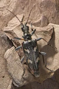 Two-banded longhorn beetle (Rhagium bifasciatum)