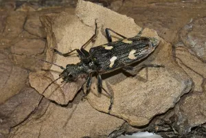 Two-banded longhorn beetle (Rhagium bifasciatum)