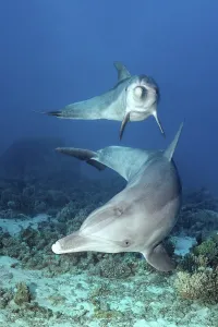 Two, bottlenose dolphin (Tursiops truncatus)