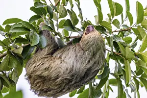 Two-fingered sloth (Choloepus)