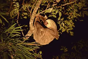 Two-fingered sloth (Choloepus)