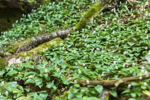Two-leaved shade flower (Maianthemum bifolium) on the forest floor