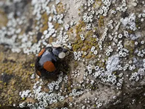 A two-spotted ladybird crawls onto a stone covered with lichen