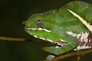 Two-striped chameleon (Furcifer balteatus)