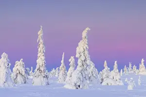 Tykky forest, snow covered spruce trees on the taiga at sunset in winter