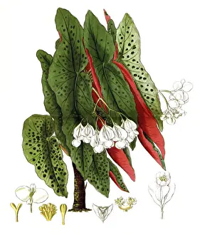 Type of begonia, begonia argyrostigma