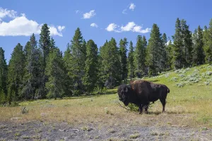 The typical American Bison in the Yellowstone National Park in USA