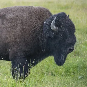 The typical American Bison in the Yellowstone National Park in USA