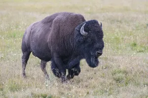 The typical American Bison in the Yellowstone National Park in USA