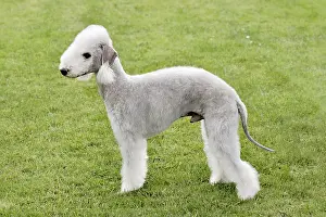 Typical Bedlington Terrier in the spring garden
