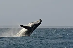 Typical breach, breaching, screw jump