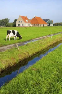Typical dutch landscape with cows farmland and a farm house