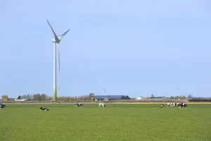 Typical Dutch landscape with cows and wind turbines